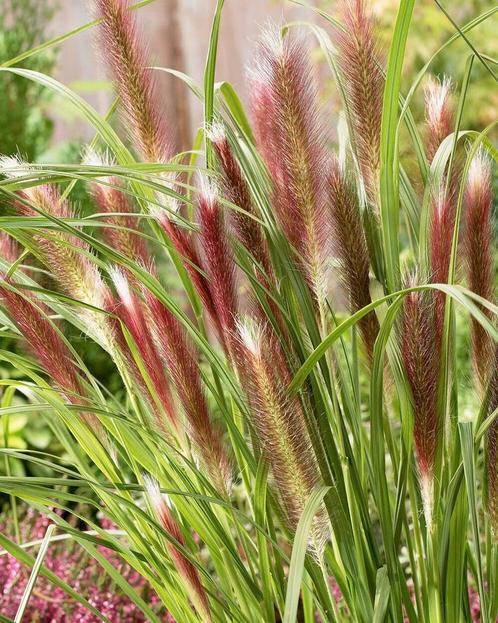 Pennisetum 'Red Head' in een 2,5 liter pot., Tuin en Terras, Planten | Tuinplanten, Vaste plant, Siergrassen, Volle zon, Zomer