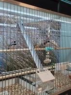 zebravinken, Dieren en Toebehoren, Vogels | Overige Vogels, Meerdere dieren, Tropenvogel