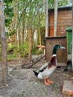 Koppeltje eenden, Meerdere dieren, Eend