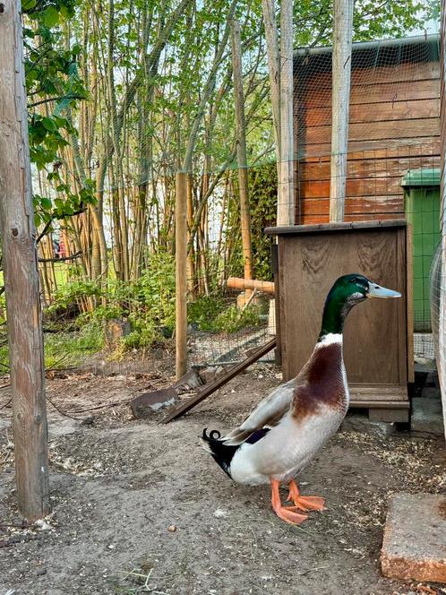 Koppeltje eenden, Dieren en Toebehoren, Pluimvee, Eend, Meerdere dieren