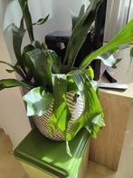 Plant in mand  45.00, Huis en Inrichting, Ophalen, Zo goed als nieuw, Rond, Riet