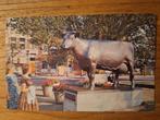 Fotokaart Leeuwarden - "Us Mem", Verzamelen, Ophalen of Verzenden, 1960 tot 1980, Gelopen, Friesland