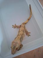 Wimper gekko koppel, Dieren en Toebehoren, Hagedis, 0 tot 2 jaar