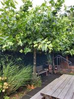 Mooie dakplatanen, Tuin en Terras, Planten | Bomen, Dakboom, 250 tot 400 cm, Zomer, Ophalen