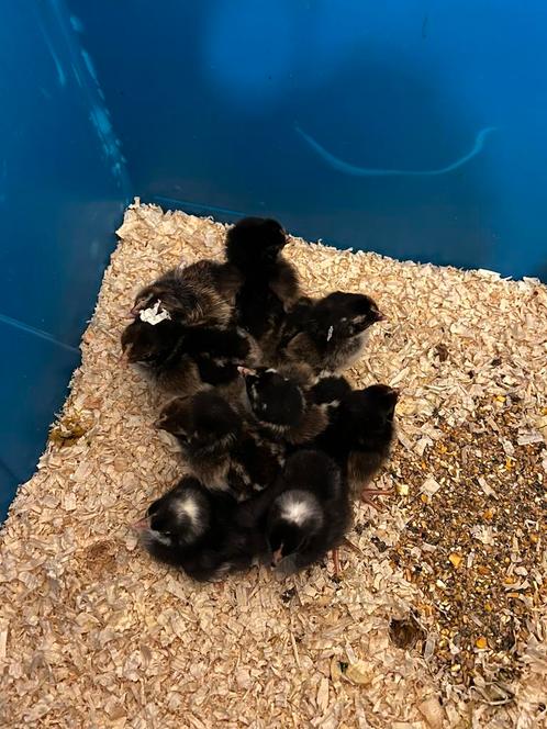 Kuikens, Dieren en Toebehoren, Pluimvee, Kip, Geslacht onbekend