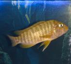 Petrochromis macrognathus, Dieren en Toebehoren, Vissen | Aquariumvissen, Vis, Zoetwatervis