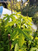 Liquidambar styraciflua 'Worplesdon'/ amberboom meerstammig, Ophalen, Overige soorten, 100 tot 250 cm