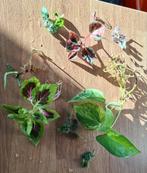 Happybox, stekjesbox planten, Overige soorten, Minder dan 100 cm, Groene kamerplant, Halfschaduw