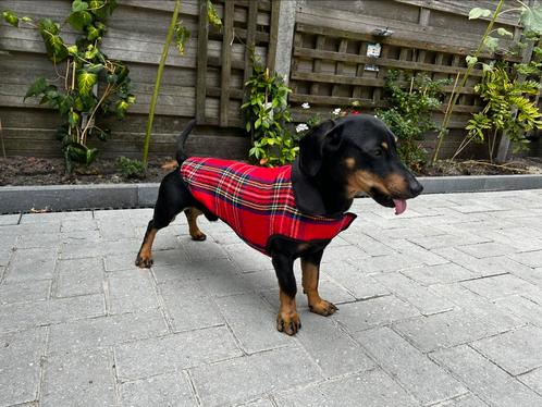 Rode wollen teckeljas van hashteckel., Dieren en Toebehoren, Hondenkleding, Zo goed als nieuw, Hondenjas, Ophalen of Verzenden
