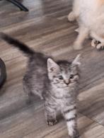 Prachtige kruising, Dieren en Toebehoren, Katten en Kittens | Raskatten | Langhaar, Meerdere dieren, Ontwormd