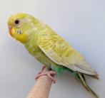 Blackface dun fallow/blackwing dunfallow/blackface,blackwing