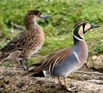 Baikaltaling eenden, Dieren en Toebehoren, Pluimvee, Meerdere dieren, Eend