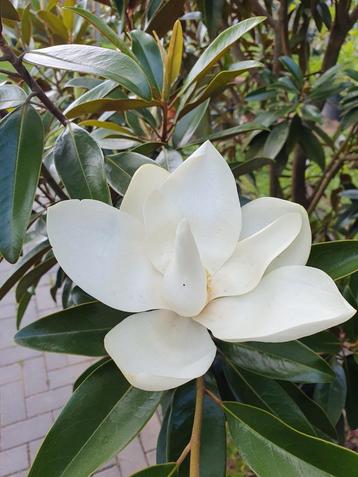 Magnolia grandiflora Alta (TMGH pbr) / wintergroene Magnolia beschikbaar voor biedingen