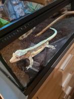 Lilly White wimpergekko man., Ophalen, Zo goed als nieuw