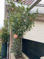 Grote roze rozenstruik, Tuin en Terras, Planten | Tuinplanten, Volle zon, Vaste plant, Zomer, Ophalen