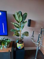 Grote groene ficus plant, Ophalen of Verzenden, Ficus, Halfschaduw