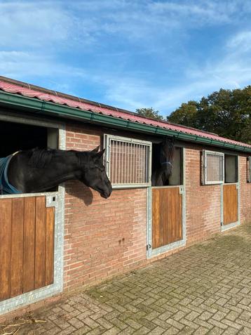 Lease paard ruiter met sport ambitie  beschikbaar voor biedingen