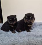 Pomeriaan/pomeranian pups, Dieren en Toebehoren, Keeshond, CDV (hondenziekte), 8 tot 15 weken, Meerdere