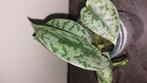 Scindapsus silver lady, Ophalen of Verzenden, Overige soorten, Minder dan 100 cm