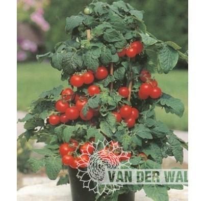 Tiny Tim tomaat derg variant mooi in pot geleverd in P9 pot., Tuin en Terras, Planten | Tuinplanten, Eenjarig, Groenteplanten