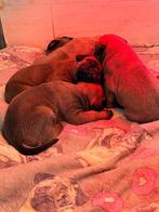 Bullmastiff pups met stamboom, België, Particulier, Rabiës (hondsdolheid), 8 tot 15 weken