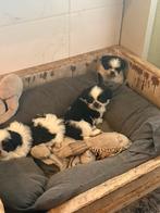 Prachtige Shihtzu/Boomer pups, Overige rassen, 8 tot 15 weken, Meerdere, Meerdere dieren