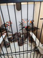 Zebravinken, Dieren en Toebehoren, Vogels | Overige Vogels, Meerdere dieren
