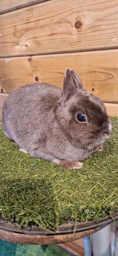 Kleurdwerg, Dieren en Toebehoren, Konijnen, Dwerg, Vrouwelijk, 0 tot 2 jaar