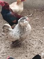 Meer kleuren Antwerpse baardkrielen., Dieren en Toebehoren, Meerdere dieren, Kip