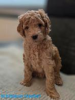 Nog 2 Australian Labradoodle pups beschikbaar, 8 tot 15 weken, Meerdere, Meerdere dieren, Nederland