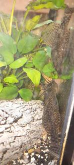 Ancitrus, Dieren en Toebehoren, Vissen | Aquariumvissen, Vis