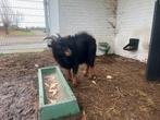 Het werk zit erop!, Dieren en Toebehoren, Mannelijk, Geit, 3 tot 5 jaar