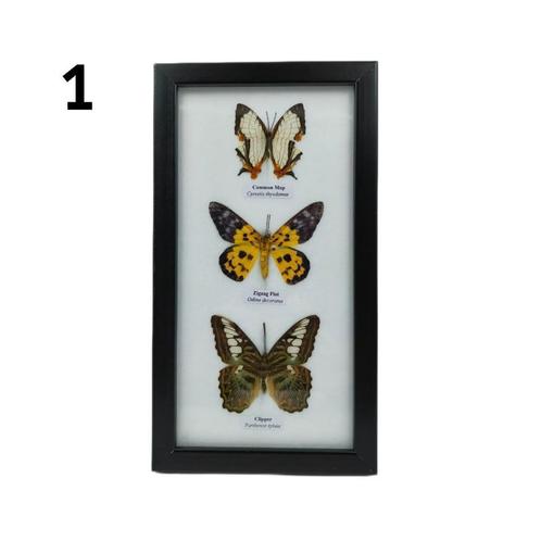 Lijst met 3 vlinders 25x14, Verzamelen, Dierenverzamelingen, Nieuw, Opgezet dier, Insect, Ophalen of Verzenden