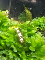 Pure black line garnalen pbl, Dieren en Toebehoren, Vissen | Aquaria en Toebehoren, Ophalen of Verzenden, Nieuw, Plant(en), Steen of Hout