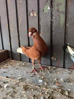 Te Koop man, Dieren en Toebehoren, Mannelijk, Overige soorten