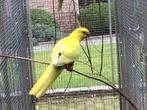 Koningsparkieten., Meerdere dieren, Parkiet, Geringd
