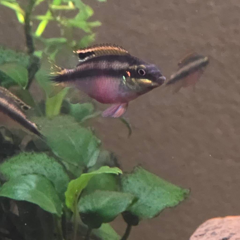 Kersenbuik cichliden, Dieren en Toebehoren, Vissen | Aquariumvissen, Vis