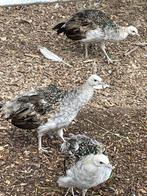 4 jonge pauwen, Dieren en Toebehoren, Pluimvee, Meerdere dieren, Overige soorten
