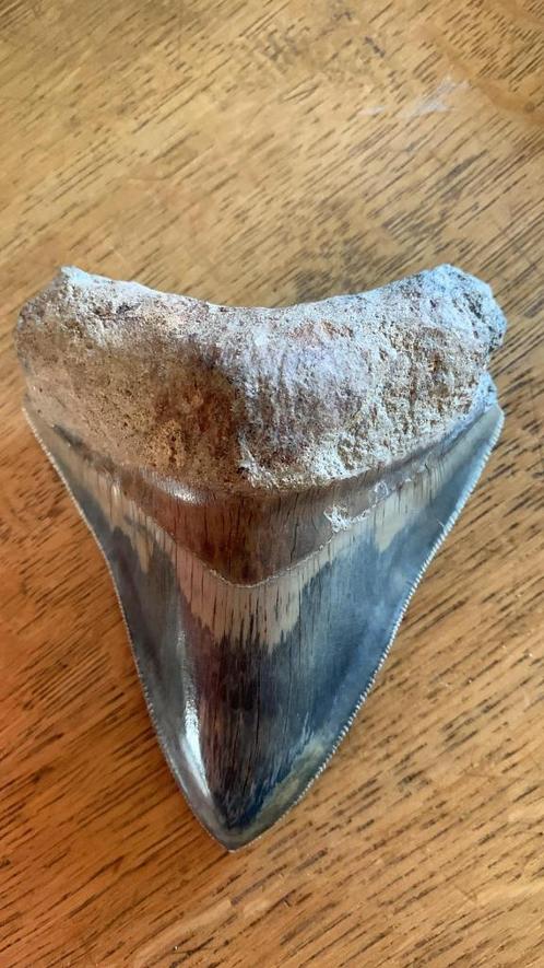 haaientanden, Verzamelen, Mineralen en Fossielen, Fossiel, Ophalen of Verzenden