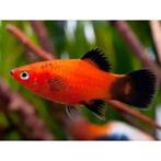 platy xiph. mac. red wagtail €3,95, Dieren en Toebehoren, Vis, Zoetwatervis
