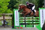 D pony springpony crosspony allround pony, Dieren en Toebehoren, Pony's, Gechipt, Ruin, M, Springpony