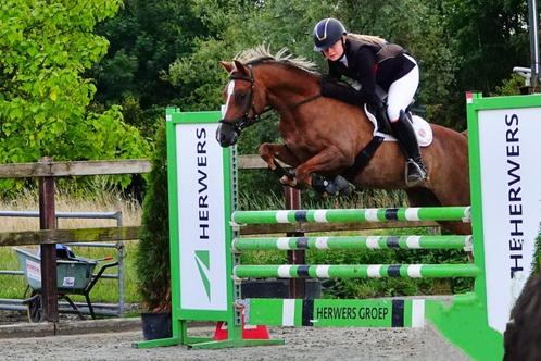 D pony springpony crosspony allround pony, Dieren en Toebehoren, Pony's, Ruin, M, D pony (1.37m tot 1.48m), Springpony, 11 jaar of ouder