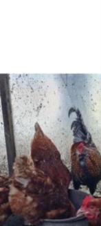 Broed eieren Legkip Isa Brown x Araucana haan broedeieren, Dieren en Toebehoren, Pluimvee, Geslacht onbekend, Kip