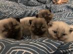 Brits langhaar/europees korthaar kittens, Dieren en Toebehoren, Meerdere dieren, Ontwormd