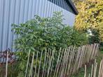 Notenboom juglans regia 1.25 tot 1.50 hoog, Tuin en Terras, Overige soorten, Lente, 100 tot 250 cm, Ophalen