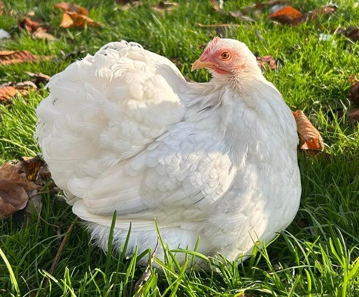 Cochin kriel broedeieren, Dieren en Toebehoren, Pluimvee, Kip, Geslacht onbekend