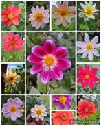 Zaden dahĺia laagblijvend mix, Tuin en Terras, Bloembollen en Zaden, Verzenden, Volle zon