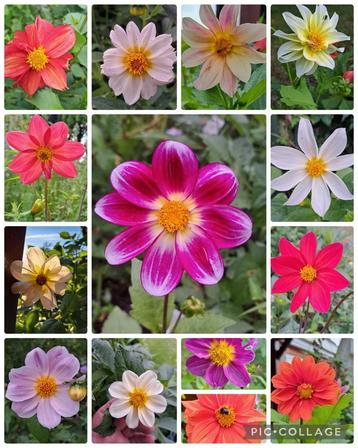 Zaden dahĺia laagblijvend mix beschikbaar voor biedingen