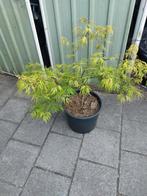 Japanse Esdoorn Dissectum, Tuin en Terras, Planten | Bomen, Ophalen