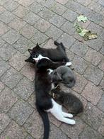 2 kittens, Dieren en Toebehoren, Katten en Kittens | Overige Katten